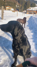 Load and play video in Gallery viewer, Leash With Collar
