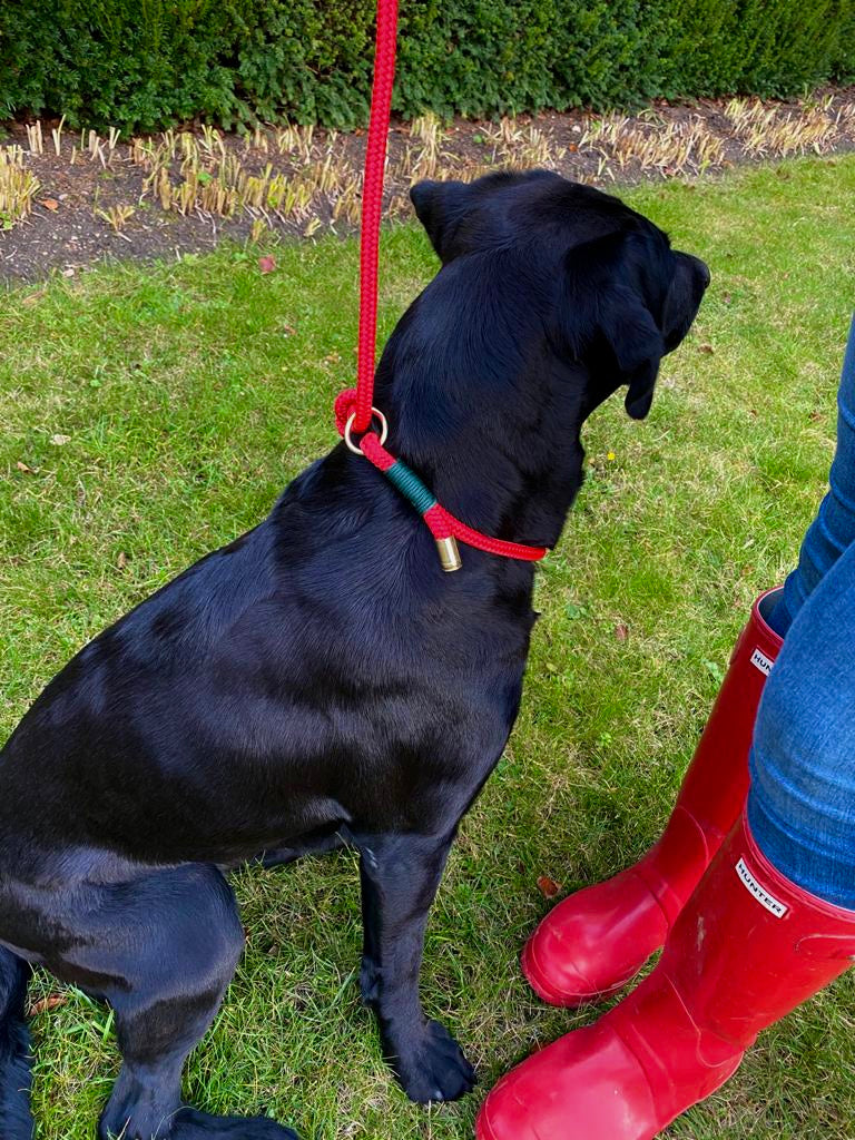 Leash With Collar