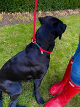 Load image into Gallery viewer, Collar Leash
